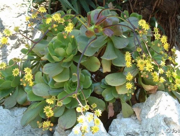 Aeonium glutinosum Madeira JLcoll.066